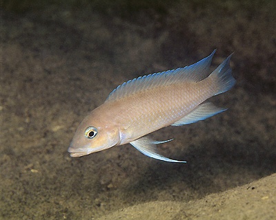 Neolamprologus mondabu 'Kambwebwe'